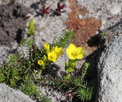 Sebaea sulphurea