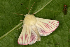 Aedophron phlebophora