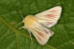 Aedophron phlebophora