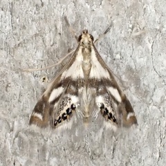 Chrysendeton imitabilis