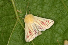 Aedophron phlebophora