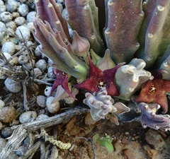 Stapelia rufa