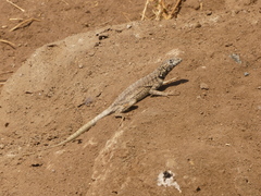 Microlophus atacamensis