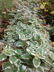 Coleus forsteri
