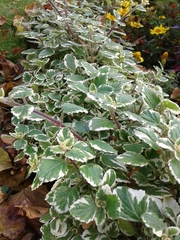 Coleus forsteri