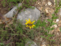Grindelia inuloides