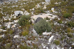 Grubbia tomentosa
