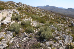 Grubbia tomentosa