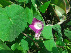 Ipomoea orizabensis