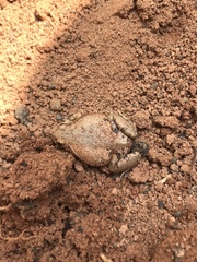 Sphaerotheca breviceps