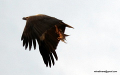 Haliaeetus leucogaster