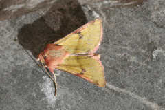Heliothis incarnata