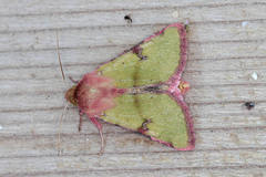 Heliothis incarnata