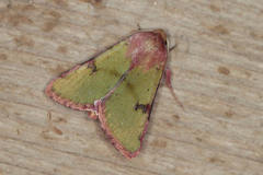 Heliothis incarnata