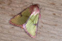 Heliothis incarnata