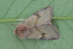Heliothis incarnata