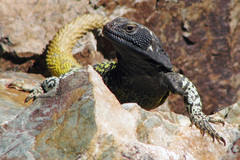 High Mountain Lizard photo 2