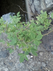 Desmodium tortuosum