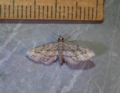 Eupithecia longidens
