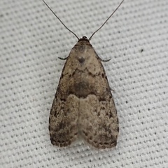 Hypenodes franclemonti