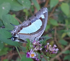 Polyura agraria