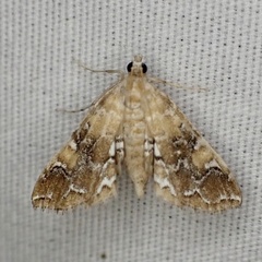 Elophila nebulosalis