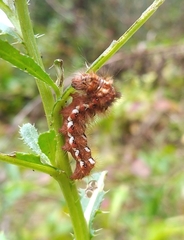 Acronicta rumicis