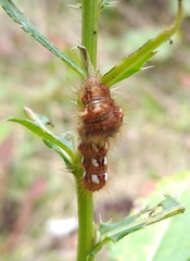 Acronicta rumicis