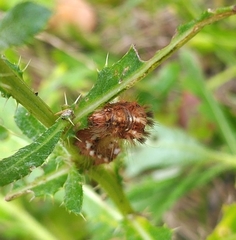 Acronicta rumicis