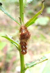 Acronicta rumicis