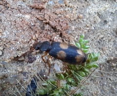 Macrocheilus