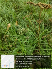 Achillea millefolium