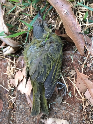 Chivi Vireo (Vireo chivi), photo 9