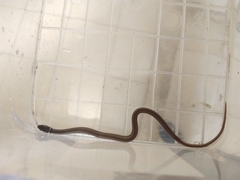 Coniophanes meridanus