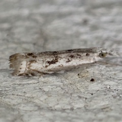 Microcrambus kimballi