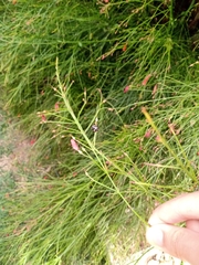 Chinavia brasicola