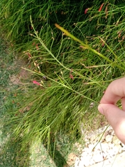Chinavia brasicola