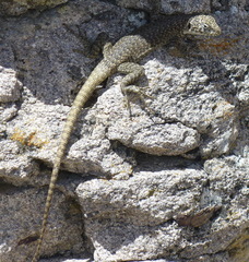 Liolaemus austromendocinus