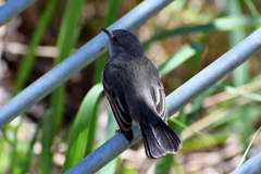 Serpophaga nigricans