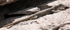Liolaemus austromendocinus
