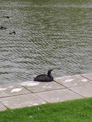 Phalacrocorax carbo carbo