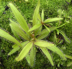 Drosera adelae