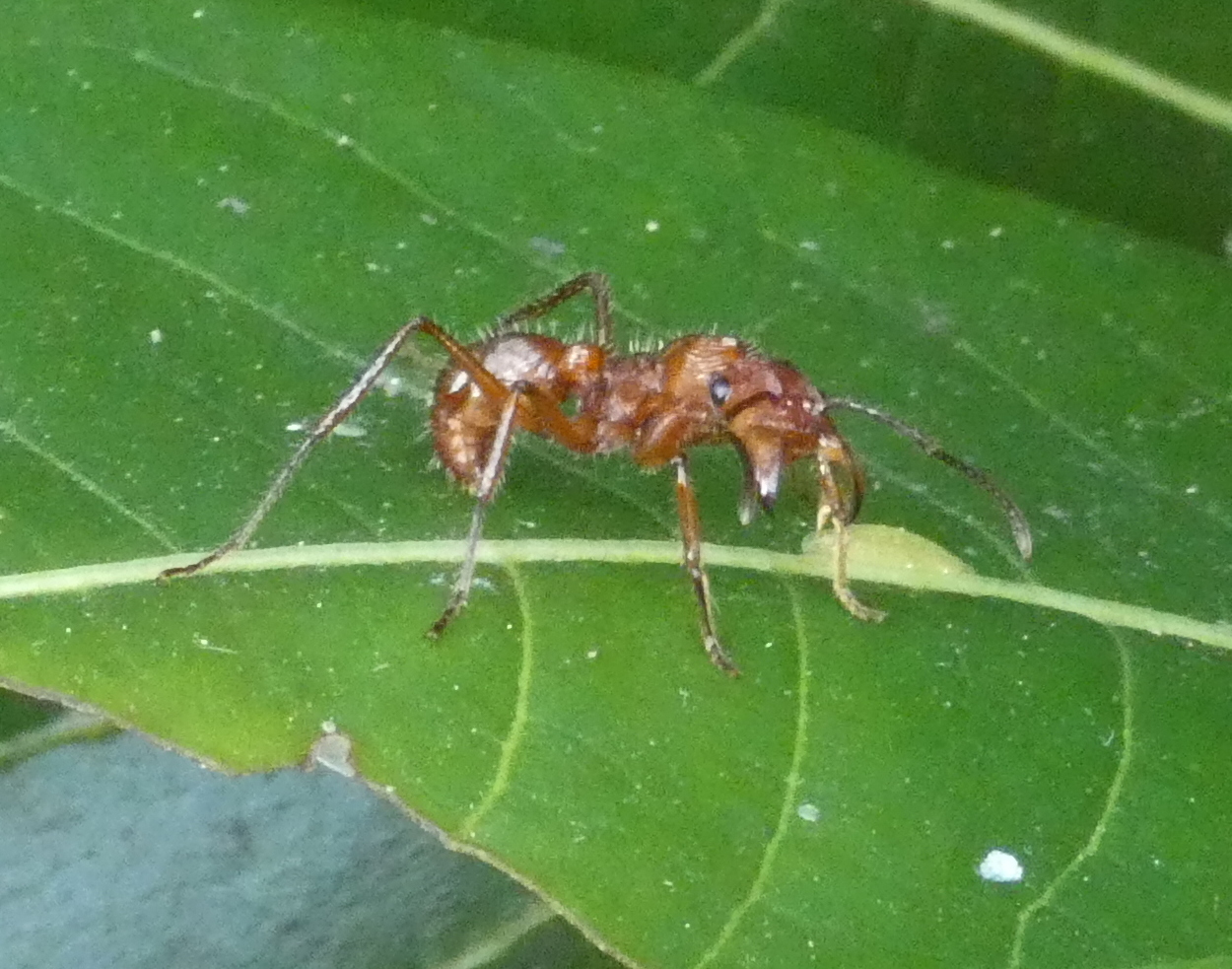 Ectatomma tuberculatum