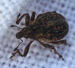 Rhinoncus inconspectus