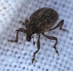 Rhinoncus inconspectus