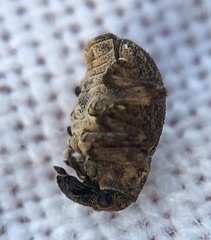 Rhinoncus inconspectus