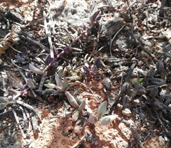 Adromischus filicaulis