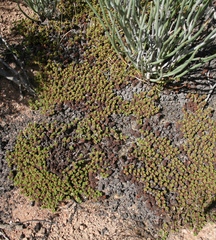 Bergia glomerata