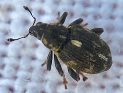 Rhinoncus perpendicularis