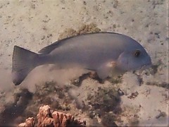 Plectorhinchus caeruleonothus